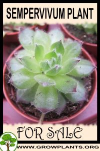 Sempervivum plants for sale