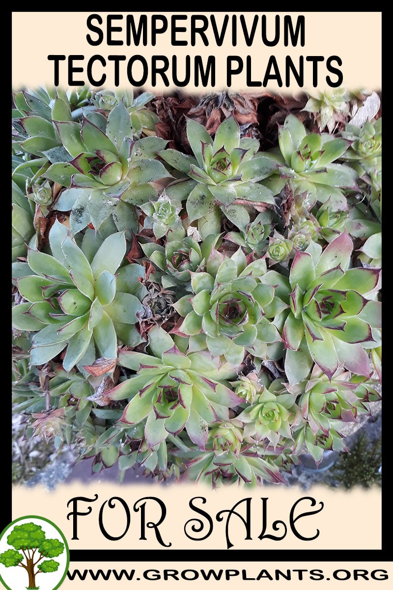 Sempervivum tectorum plants