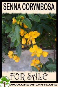 Senna corymbosa for sale