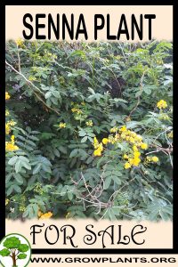 Senna plant for sale