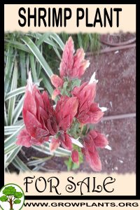 Shrimp plant for sale