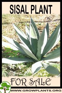 Sisal plant for sale