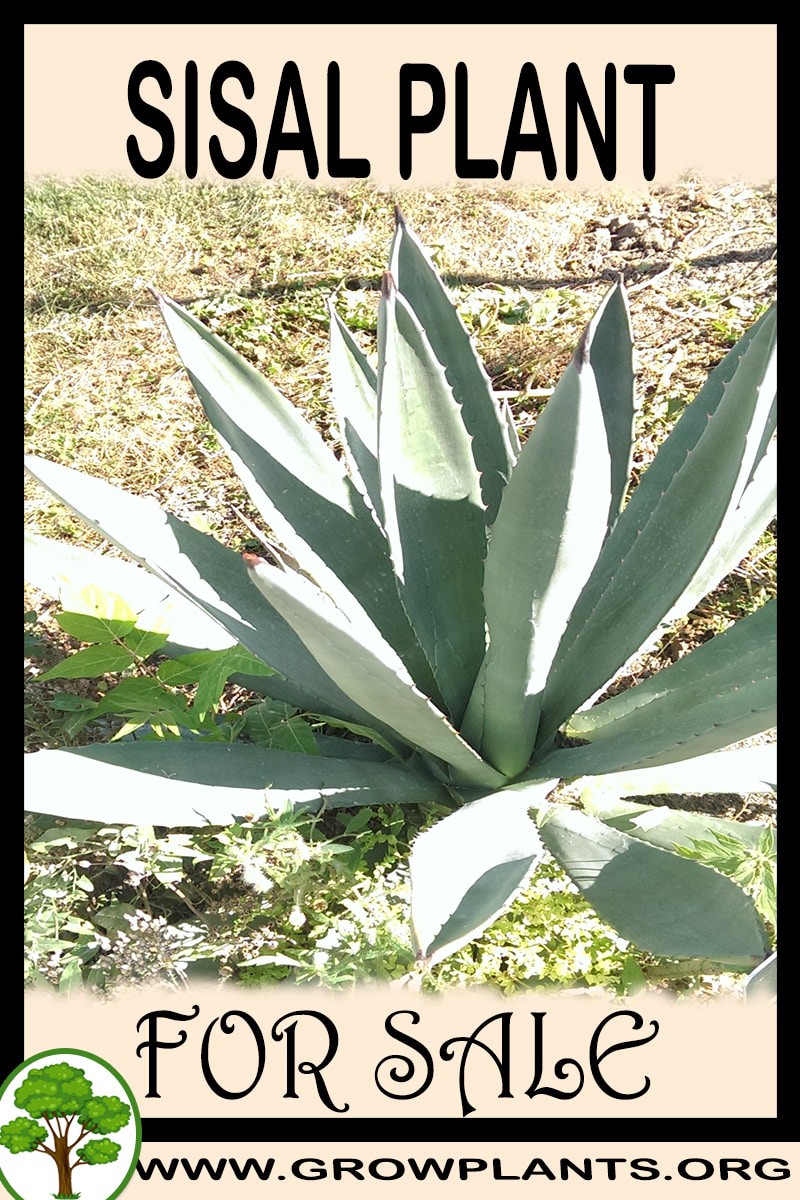 Sisal