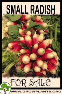 Small radish for sale
