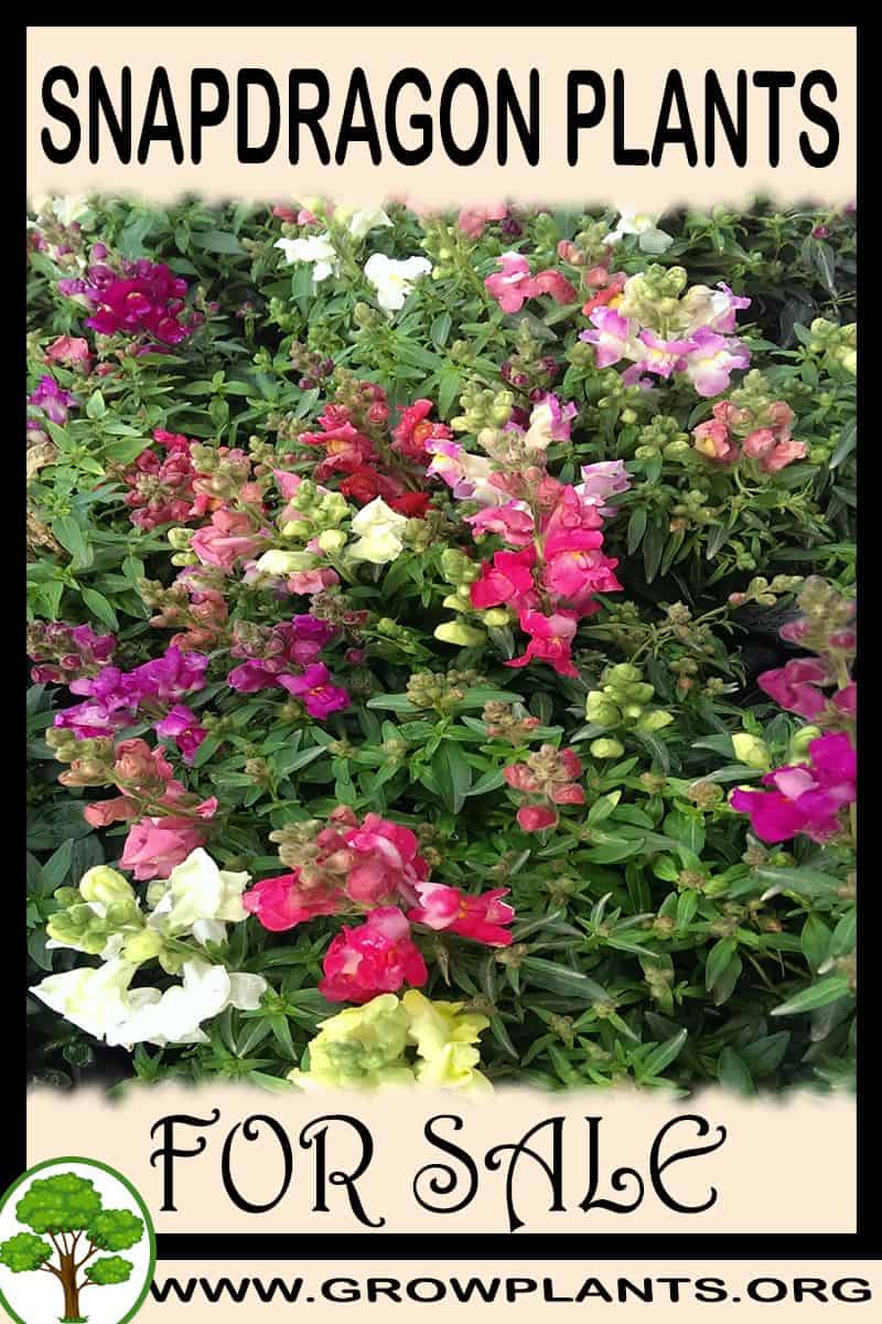 Snapdragon plants