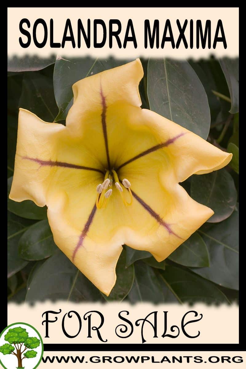 Solandra maxima