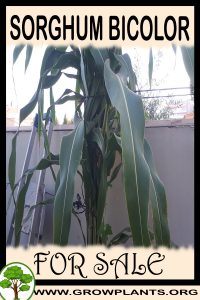 Sorghum bicolor for sale