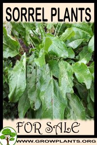 Sorrel plants for sale