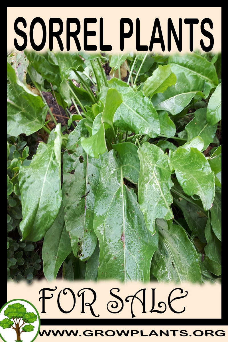 Sorrel plants