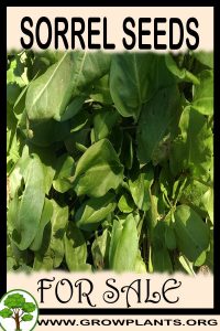 Sorrel seeds for sale