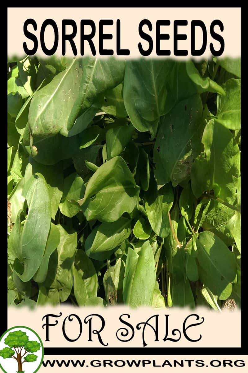 Sorrel seeds