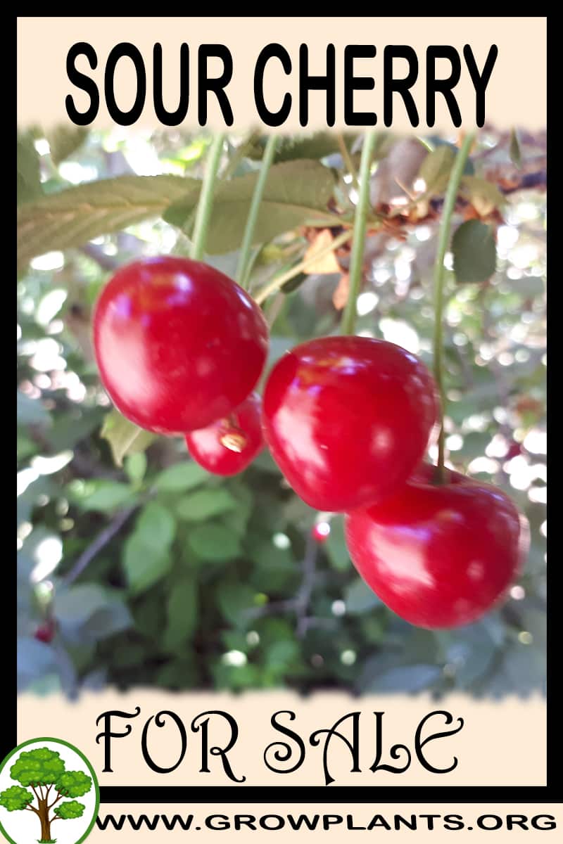 Sour cherry