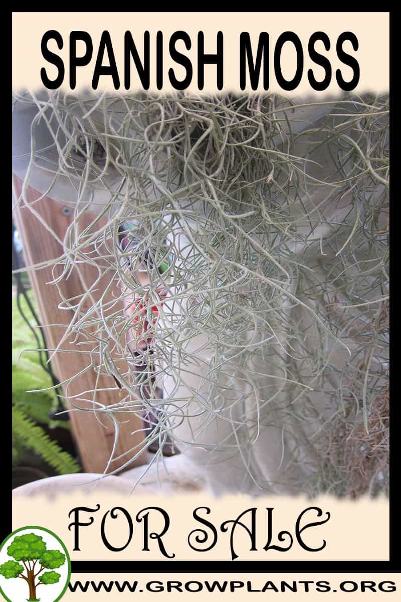 Spanish moss