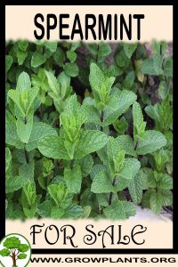 Spearmint for sale