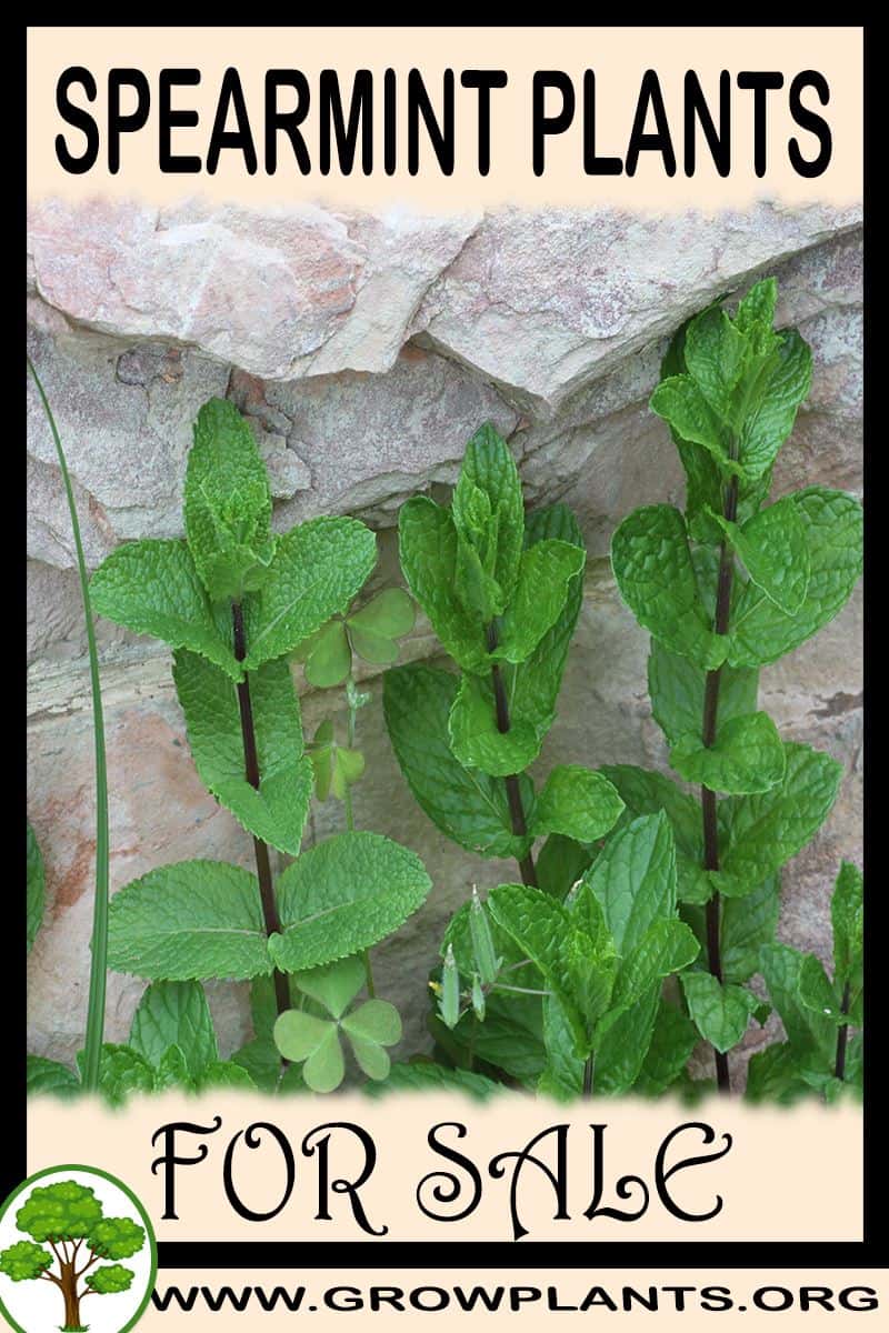 Spearmint plants