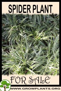 Spider plant for sale