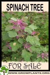 Spinach tree for sale