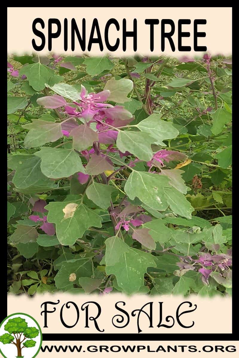 Spinach tree