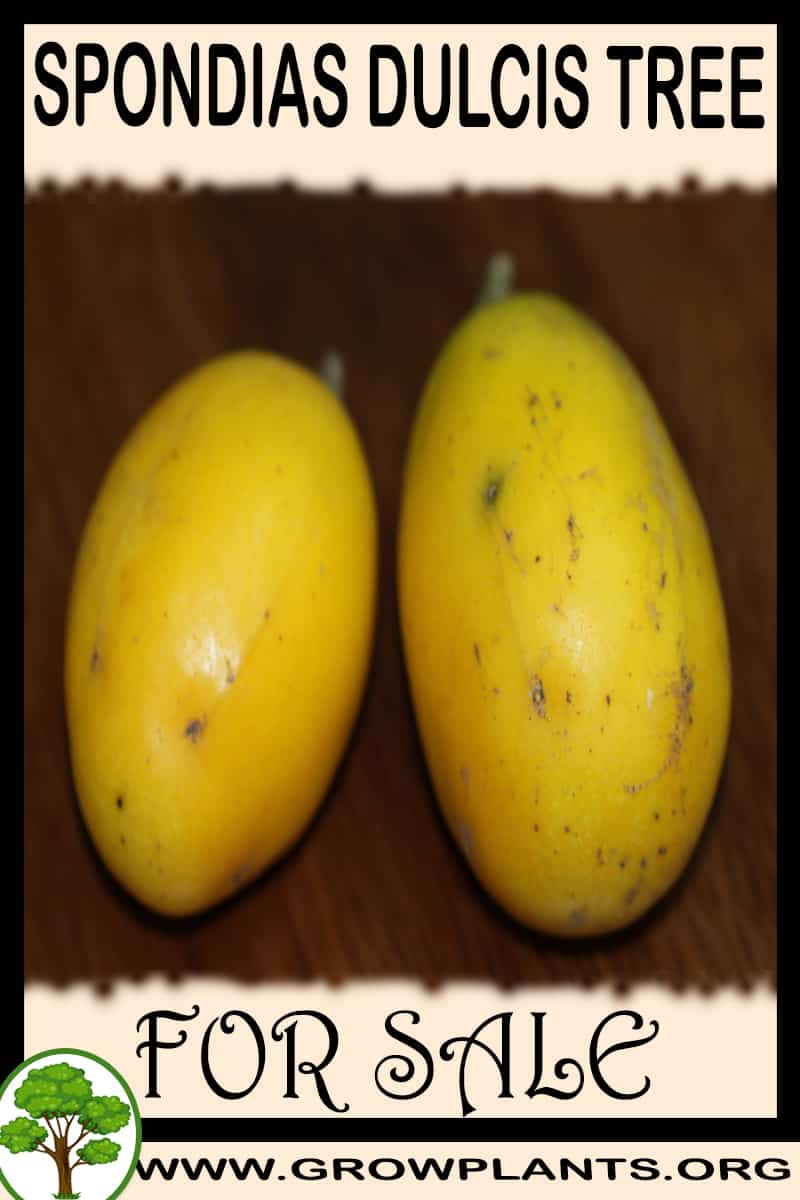 Spondias dulcis tree