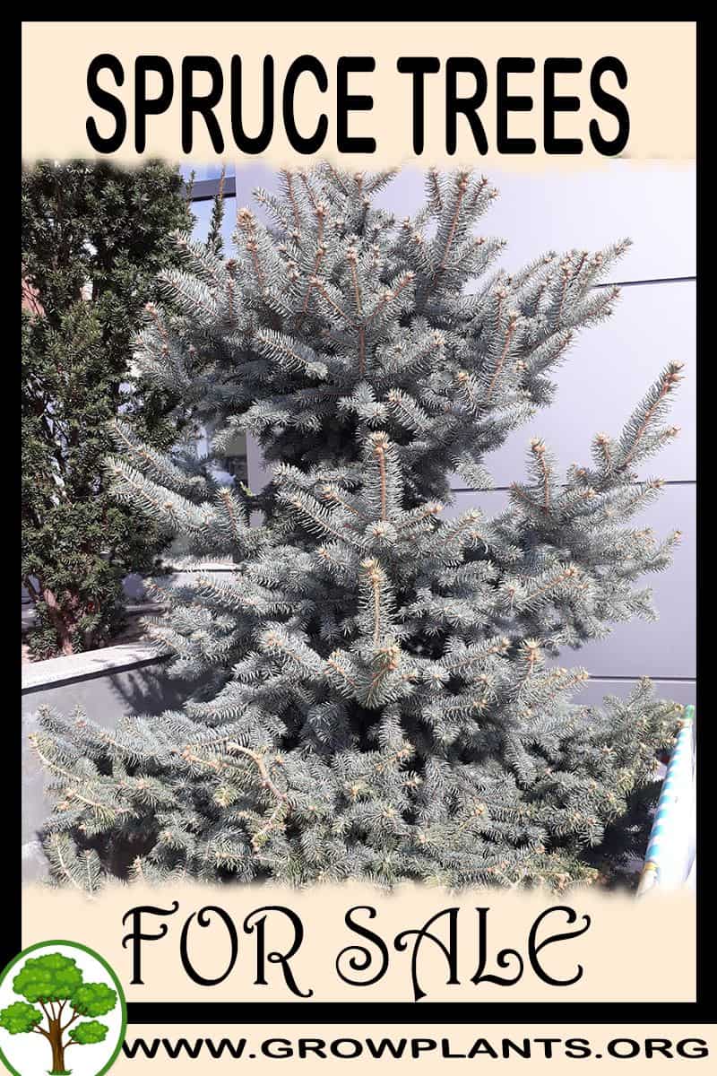 Spruce trees