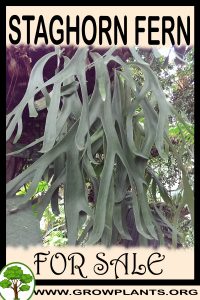 Staghorn fern for sale