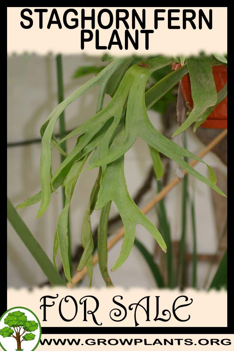 Staghorn fern