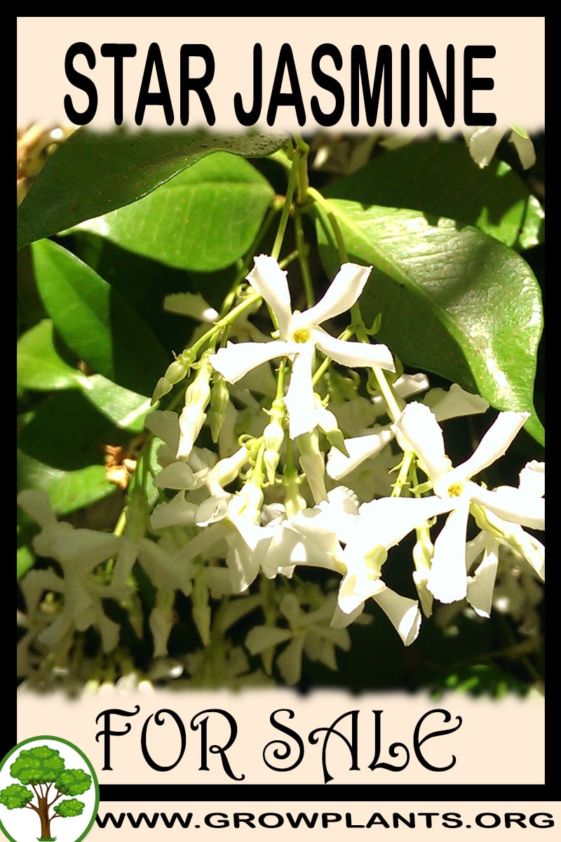Star jasmine