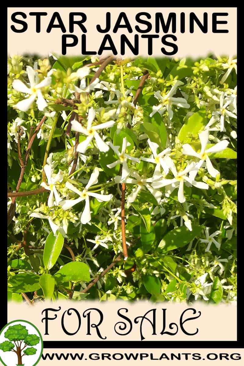 Star jasmine plants