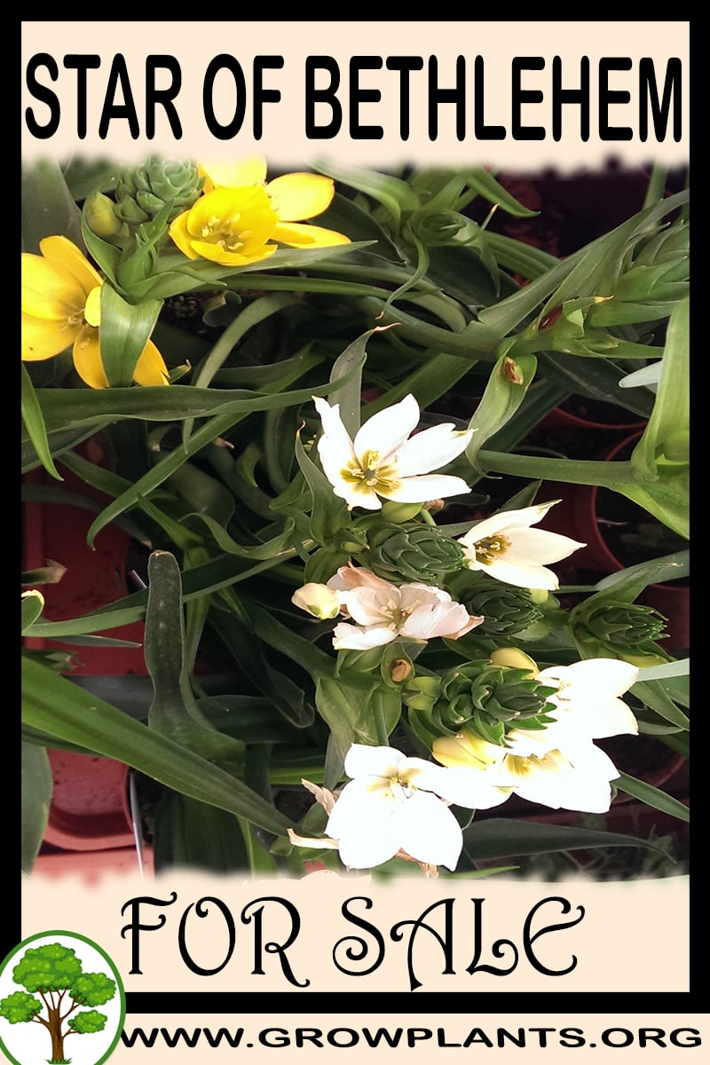 Star of bethlehem