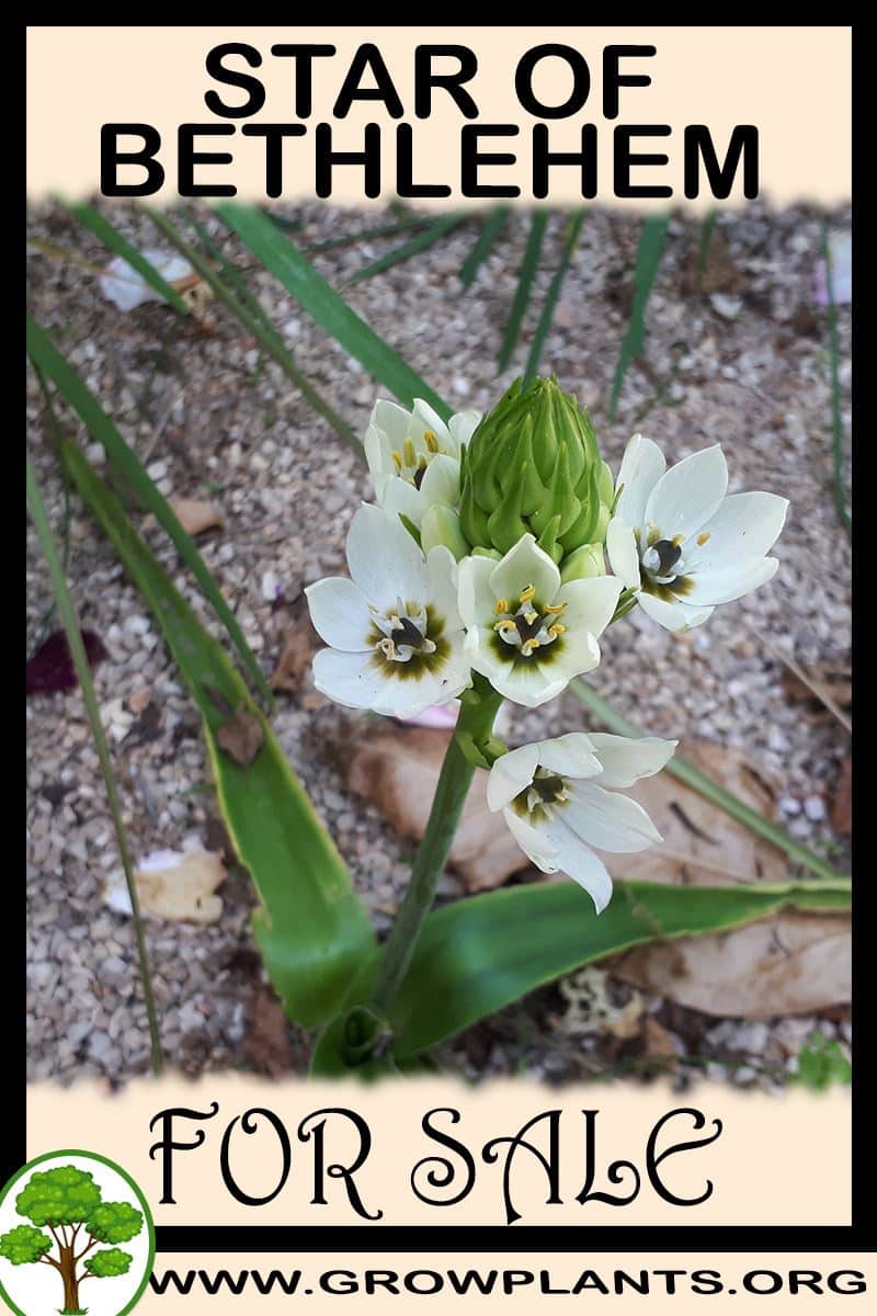 Star of bethlehem