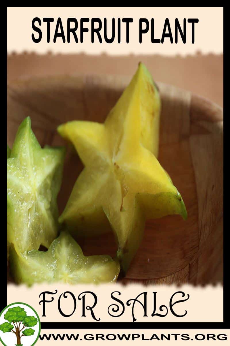 Starfruit