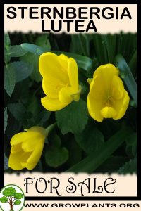 Sternbergia lutea for sale