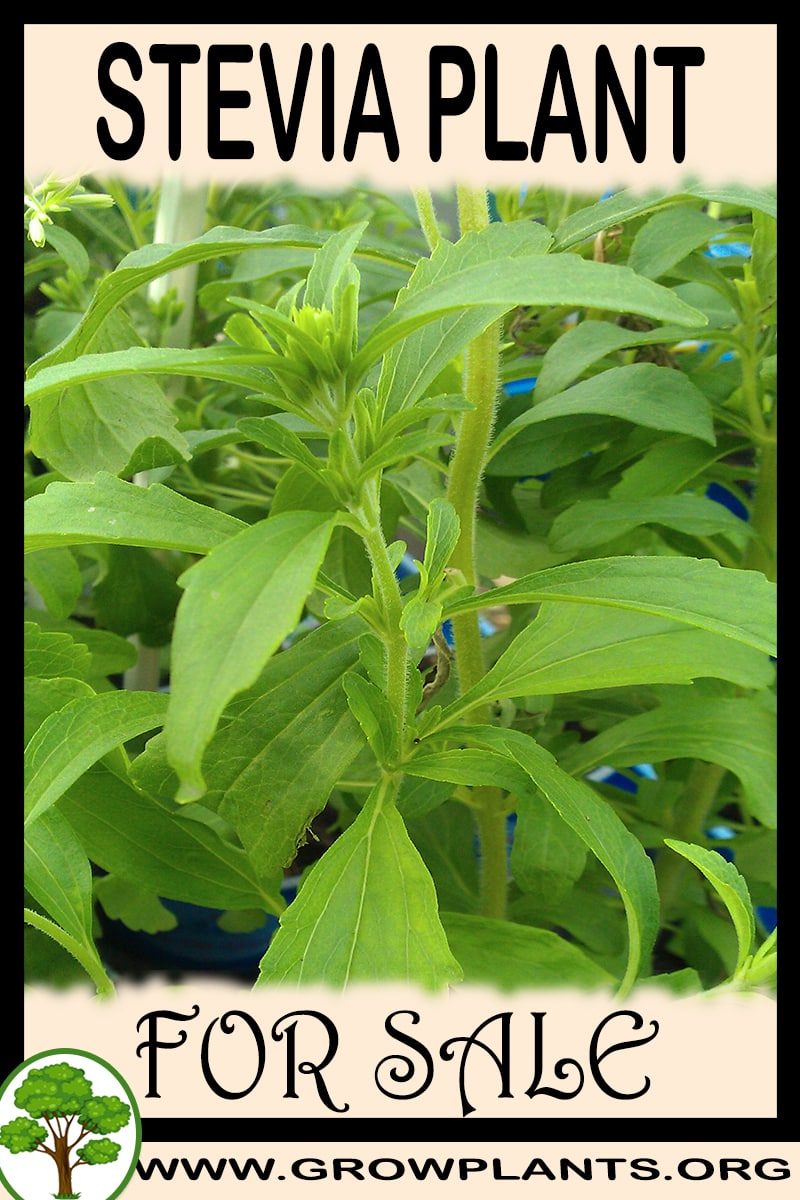 Stevia