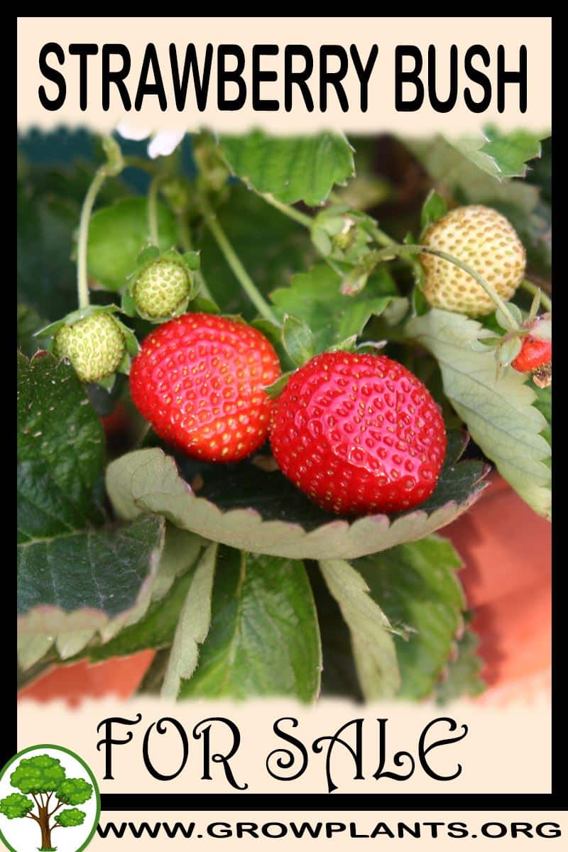 Strawberry bush