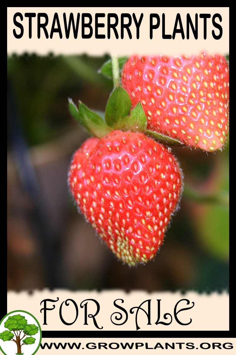 Strawberry plants
