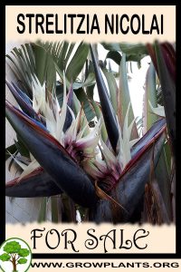 Strelitzia nicolai for sale