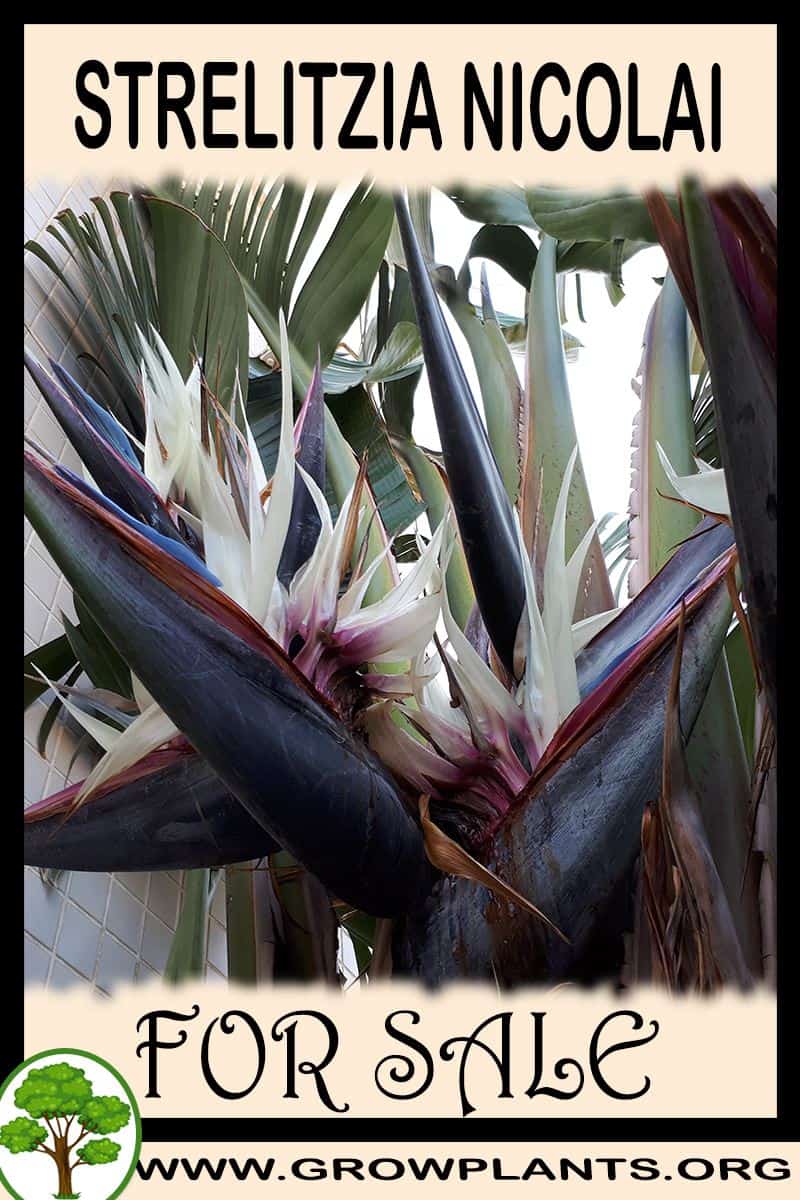 Strelitzia nicolai