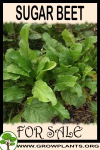 Sugar beet for sale
