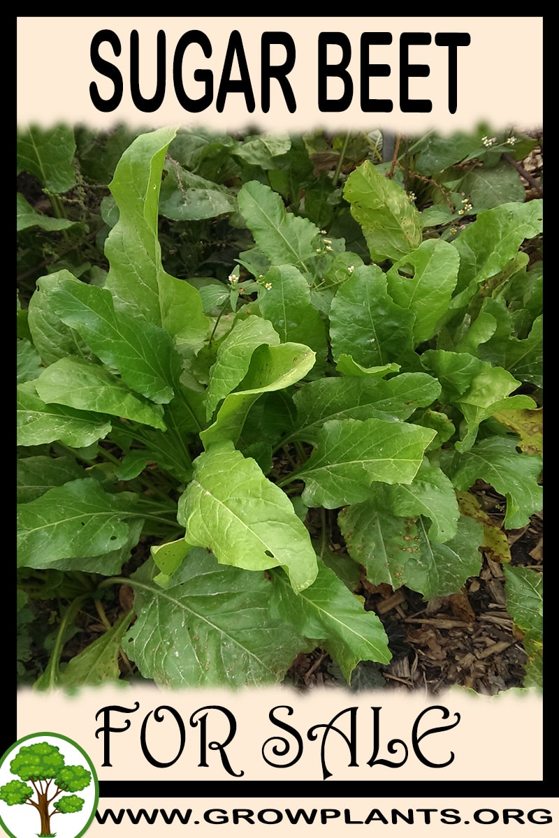 Sugar beet