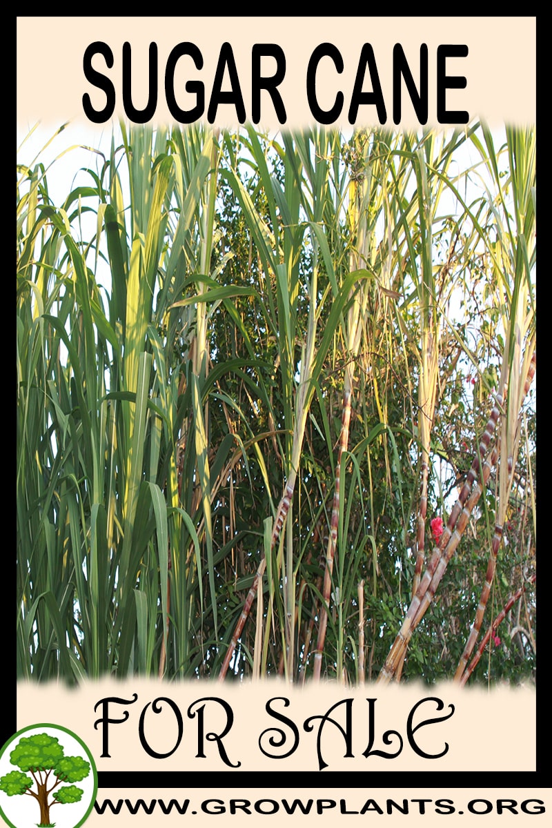 Sugar cane