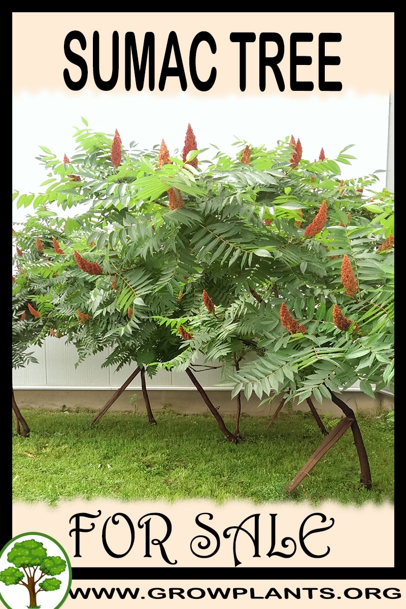 Sumac tree