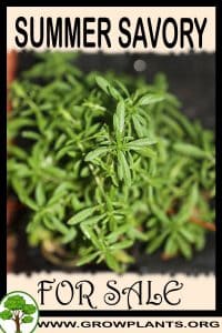 Summer savory for sale