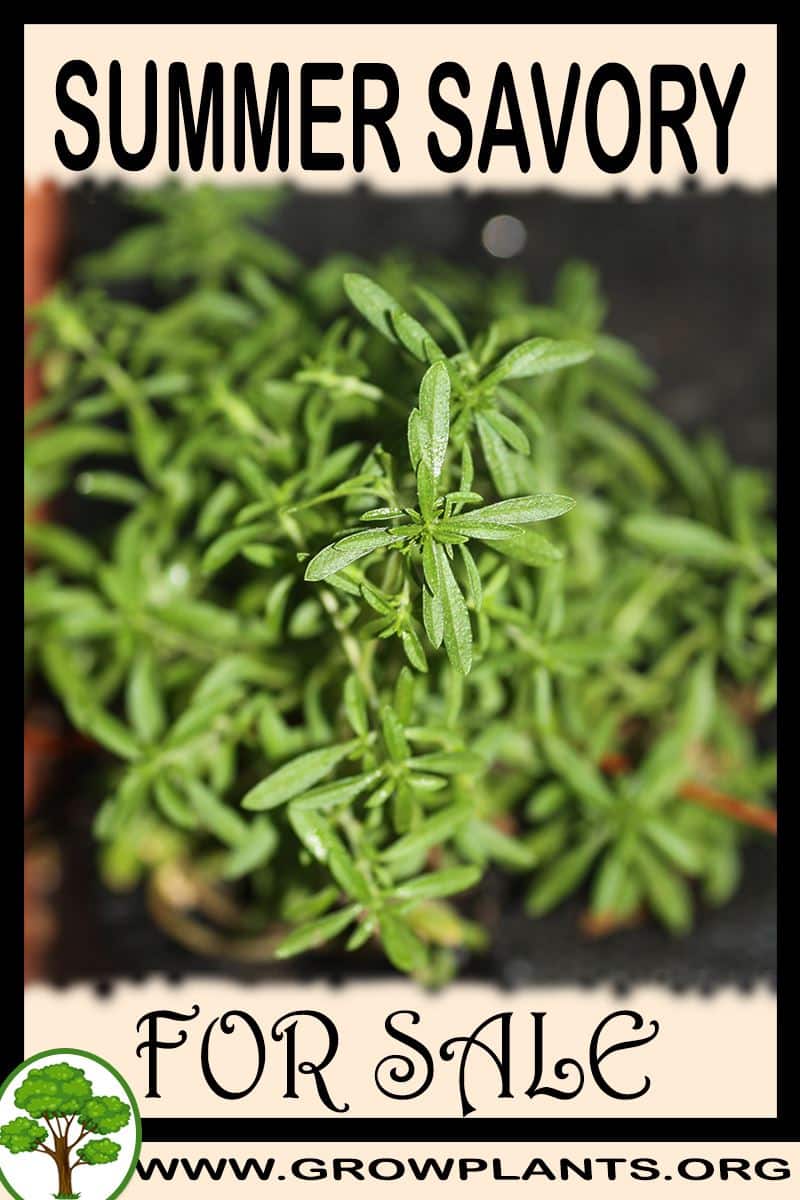 Summer savory