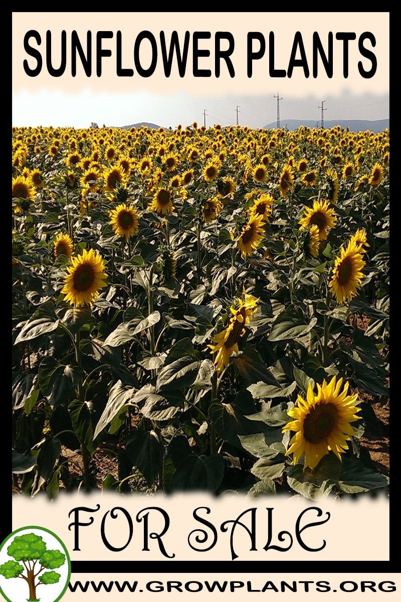 Sunflower plants