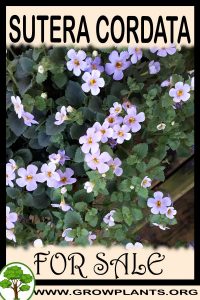 Sutera cordata for sale