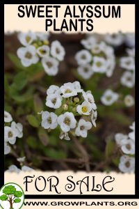 Sweet alyssum plants for sale