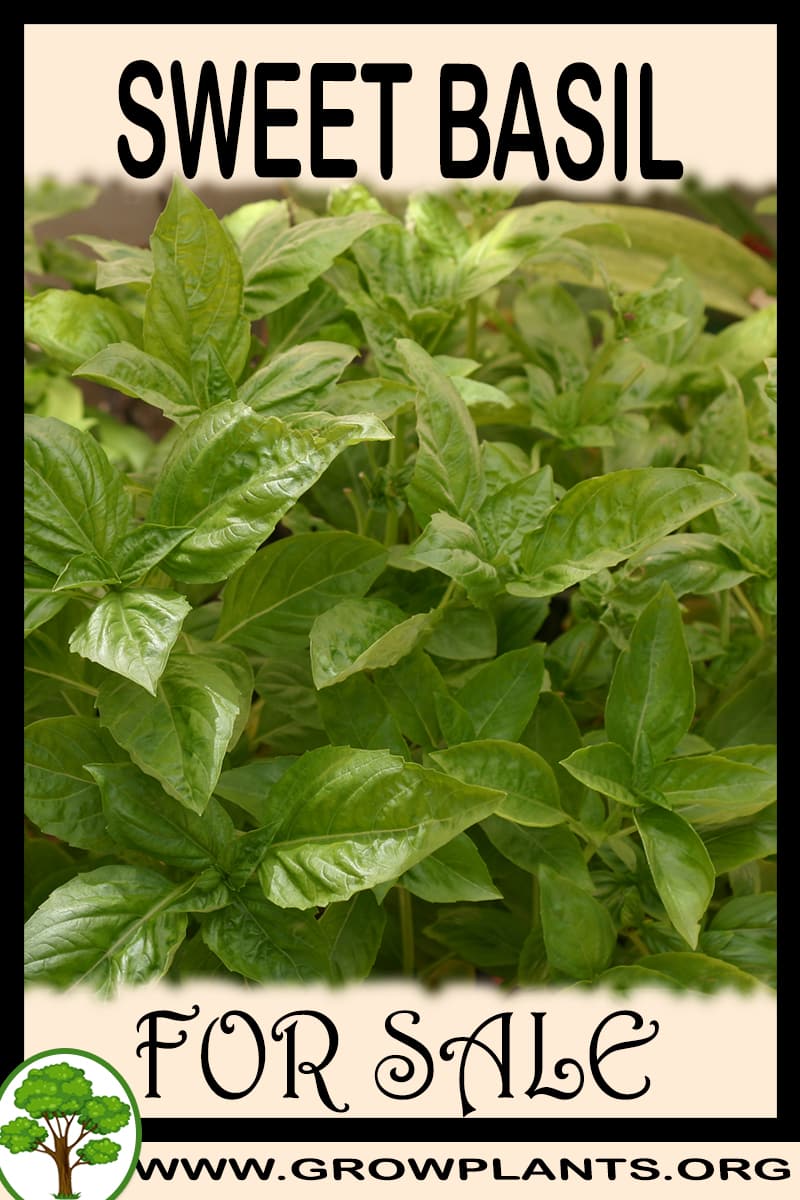 Sweet basil