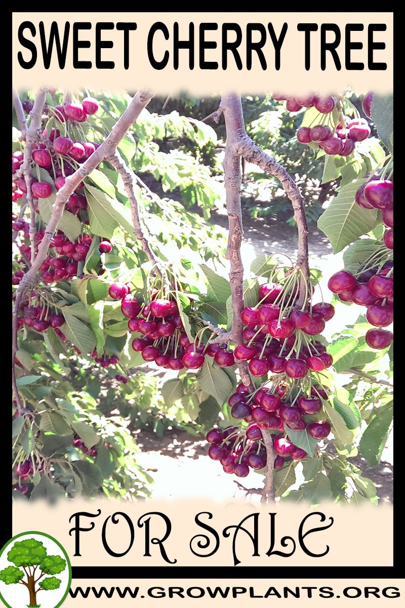 Sweet cherry tree