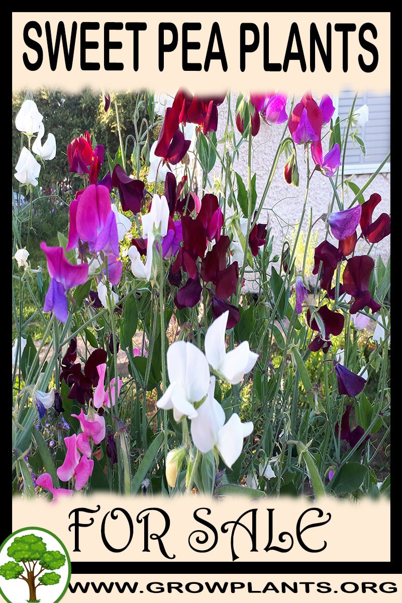 Sweet pea plants