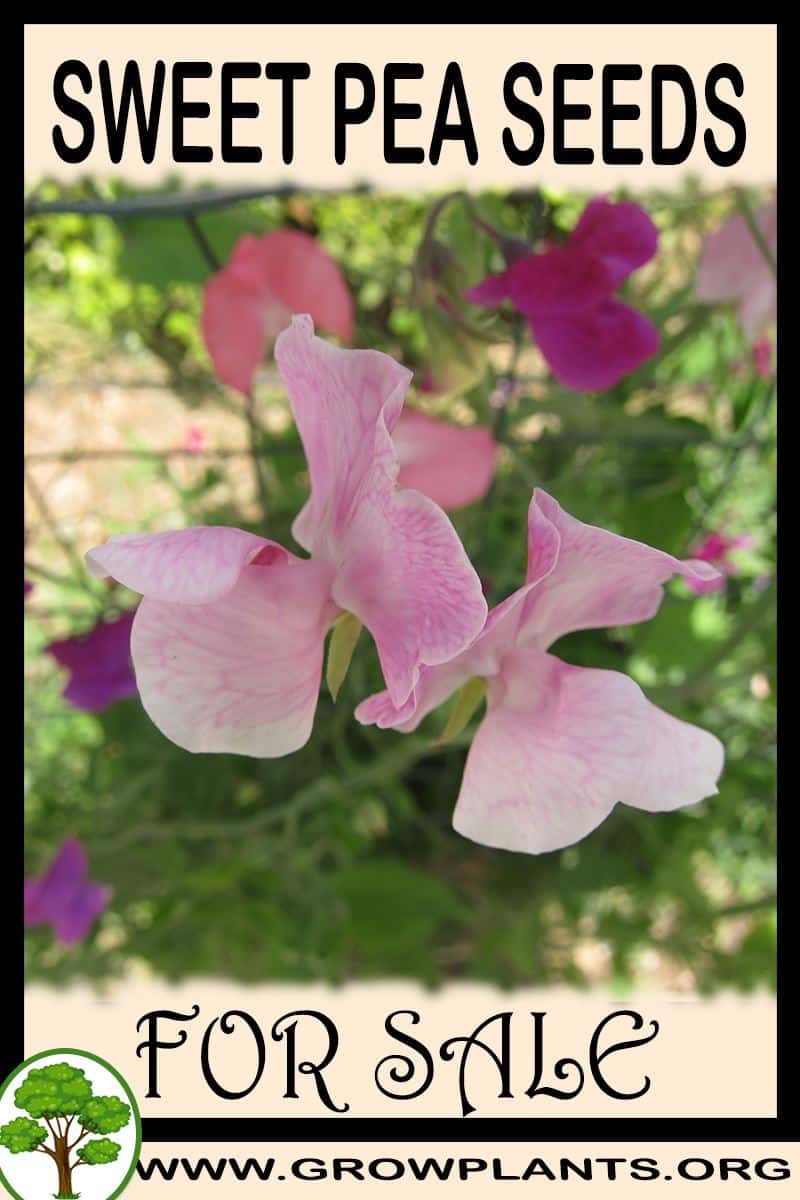 Sweet pea seeds